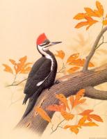 William Zimmerman - Pileated Woodpecker